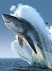 大白鲨：近距离观察